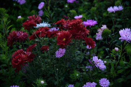 Light pink aster flowers in the summer garden. Beautiful bouquets of flowers.