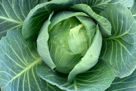 Green cabbage removed from the top. Ripe cabbage fruit. Brassica oleracea.の写真素材