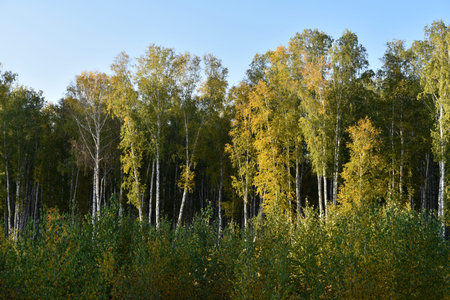 Yellow-green autumn beautiful forest in the afternoon. Beautiful golden forest next to the road.
