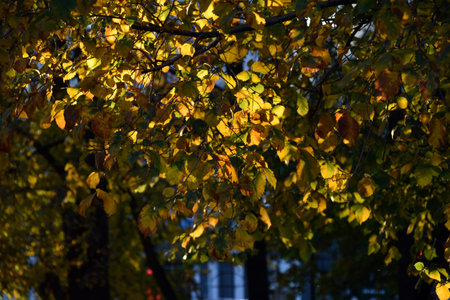 Yellow and red autumn leaves on trees on a sunny day. Beautiful leaves on autumn trees.