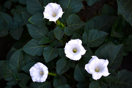 A large white datura flower with green leaves. Large white flowers.の写真素材