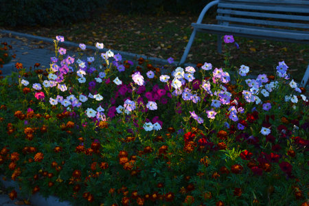 Blue and blue petunia flowers. Petunia Juss. Beautiful flowers in a flower bed.の写真素材