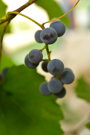 The fruits of young grapes on the vine. Purple fruits of homemade grapes.の写真素材