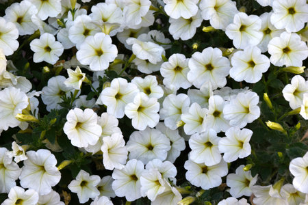 Light petunia flowers. There are many colors of Petunia nyctaginiflora.の写真素材