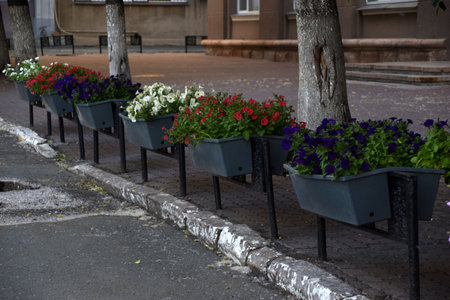 Colorful petunia flowers in flower beds on fences in the city. Urban improvement. Petunia nyctaginiflora.の写真素材