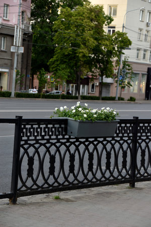 Colorful petunia flowers in flower beds on fences in the city. Urban improvement. Petunia nyctaginiflora.の写真素材