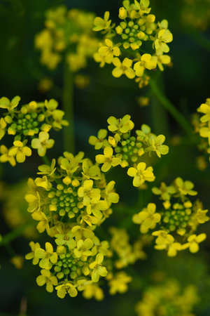 Yellow flowers. Barbarea vulgaris. Yellow flowers in the field.