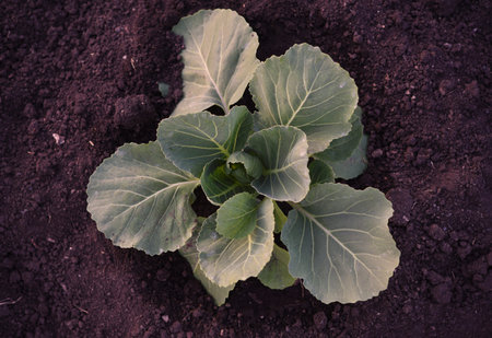 Cabbage seedlings in the spring into the ground. Vegetable seedlings in spring.