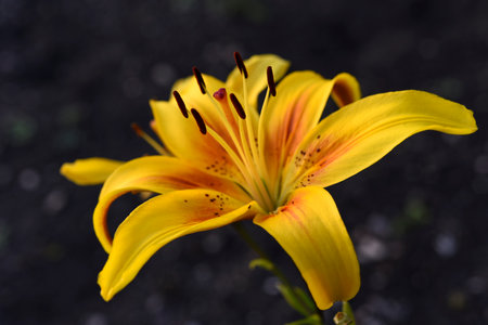 Bright yellow tiger lily flowers. Lilium lancifolium.の写真素材