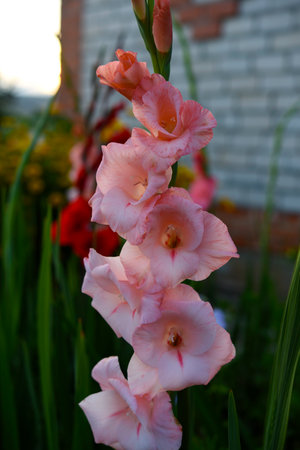 Gladiolus communis. Red gladiolus flowers in the autumn garden. Colorful flowers.の写真素材