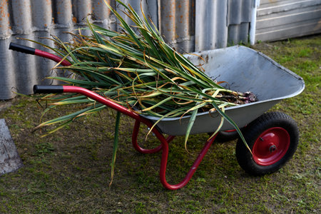 A garden cart with a harvest of garlic in the garden.