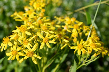 Yellow flowers on the riverbank. Senecio cannabifolius, Asteraceae.