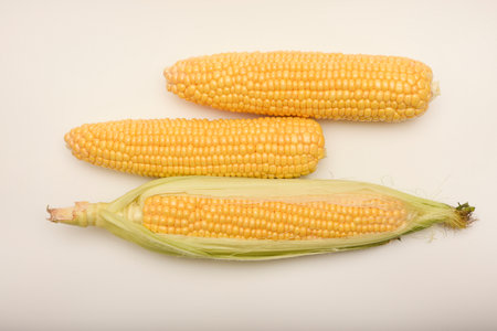 Three ears of corn on a white background. A printed cob. Ripe corn.の写真素材
