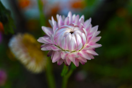 Light pink flowers of helichrysum immortelle. Light pink flowers in close-up.の写真素材