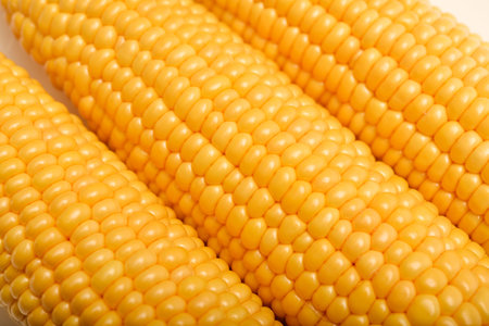 Ripe corn cobs on a white plate. Corn background.