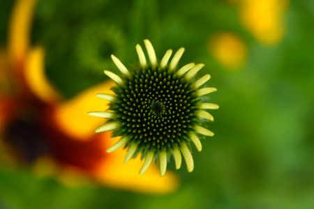 Yellow flowers on a multicolored background. Rudbeckia laciniata. Juicy flowers in the garden.の写真素材
