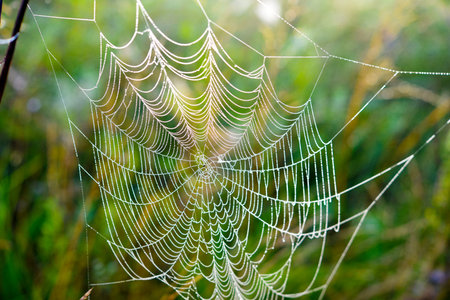 Cobwebs in the dew in the morning in the field. The spider's web.