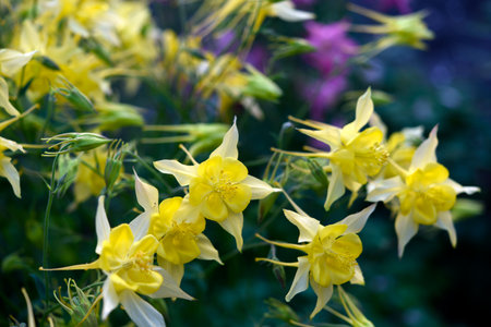 Yellow flowers in the summer garden. Aquilegia vulgaris.の写真素材