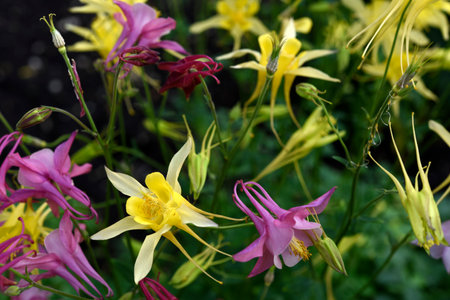 Yellow and red flowers of the catchment area in the summer garden. Aquilegia vulgaris.の写真素材