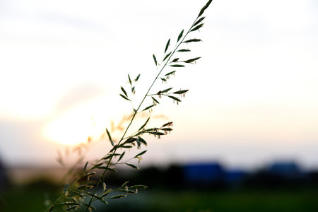 A cereal plant on a background of grass. Bromus inermis. A field plant.の写真素材