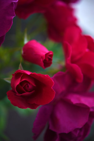 Dark red rose flowers on a green bush. A beautiful rose in the garden.の写真素材