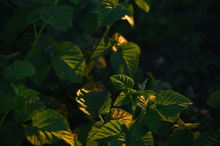 Raspberry leaves in the light of the setting sun. Green leaves.