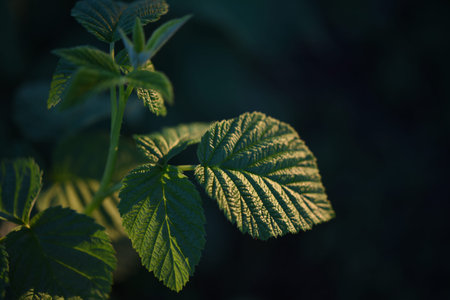Raspberry leaves in the light of the setting sun. Green leaves.
