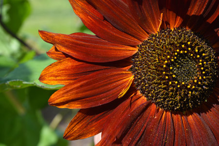 Red sunflower in the summer garden. A large red decorative flower.の写真素材