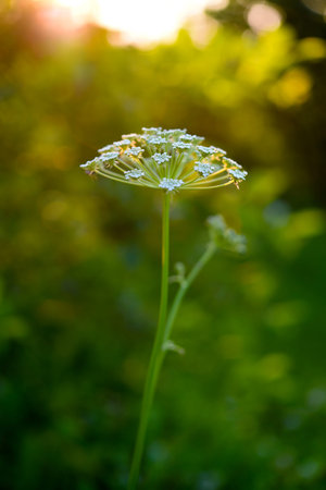 A beautiful hogweed plant. Heracleum. White weed flowers.