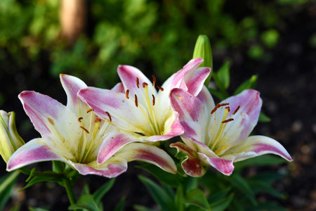 Large red and white lily flowers. Tiger lilies. Lilium candidum.の写真素材