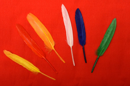 Colorful feathers on a red background. Decorative feathers.の写真素材