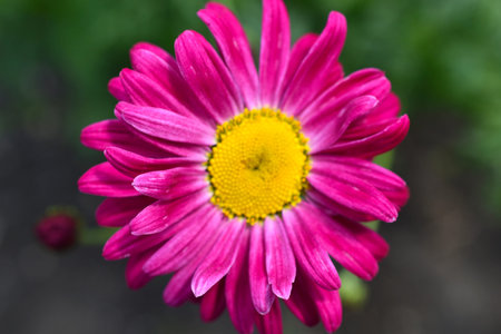 Pyrethrum. Red aster flowers. Two red flowers.