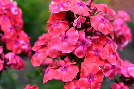 Pink phlox flowers in the garden. Pink bouquet of small flowers.の写真素材