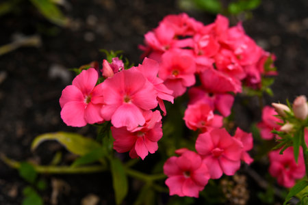Pink phlox flowers in the garden. Pink bouquet of small flowers.の写真素材