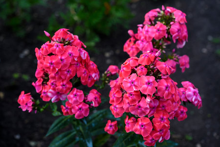 Pink phlox flowers in the garden. Pink bouquet of small flowers.の写真素材