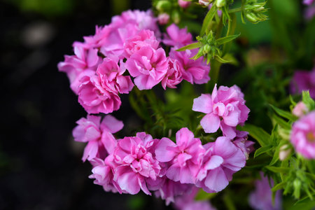 Pink bouquet of small flowers.の写真素材