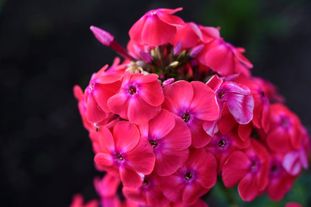 Pink phlox flowers in the garden. Pink bouquet of small flowers.