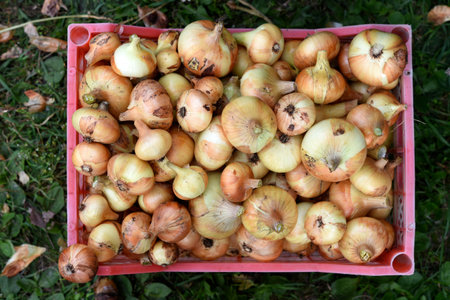 Onion fruits in a plastic basket. Onion harvest in autumn. Yellow onion bulbs.の写真素材