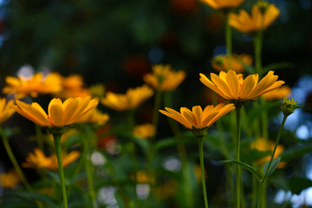 Yellow daisies in the light. Yellow flowers in the side. Beautiful background blur.