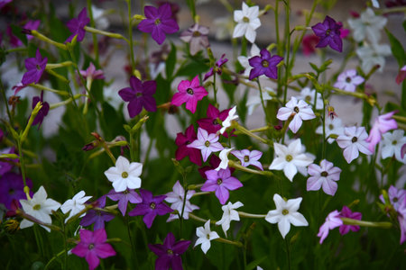 Multicolored flowers of decorative tobacco. Nicotiana alata. Garden tobacco. A scattering of flowers in the garden.の写真素材