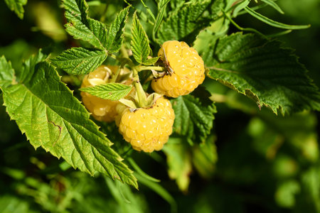 Yellow raspberries. Yellow raspberry berries on a bush.