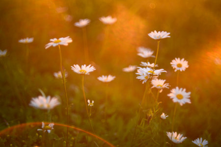 White chamomile flowers in the rays of the sun in a summer meadow. Flowers in the side.の写真素材