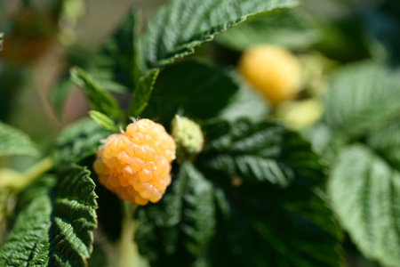 Yellow raspberries on a green bush. Yellow berries on a bright day.の写真素材