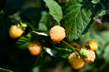 Yellow raspberries on a green bush. Yellow berries on a bright day.の写真素材