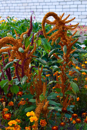 Yellow amaranth flowers in the summer garden. Amaranth in the rays of the sun.