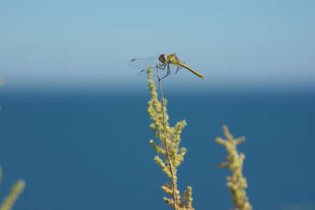 dragonfly by the seaの写真素材