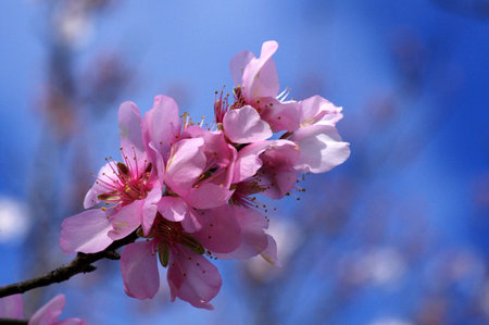pink almond blossoms