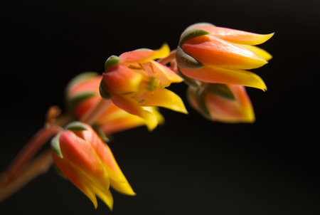 Cactus flowering close-up