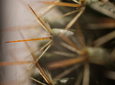Cactus pins close-up