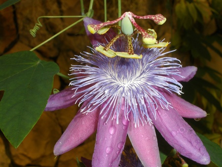 Close up of passiflora  pink passionflower の写真素材